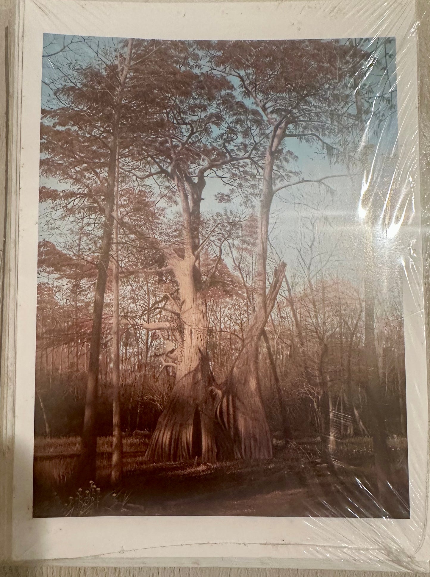 Champion Bald Cypress Tree Note Cards