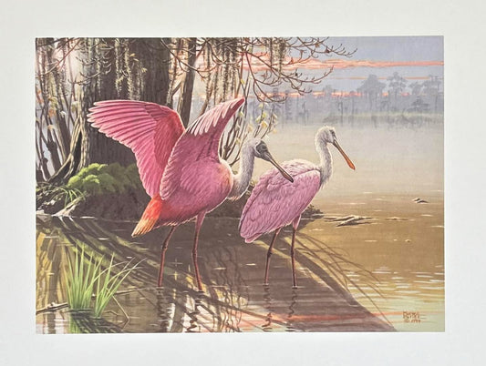 Roseate Spoonbill