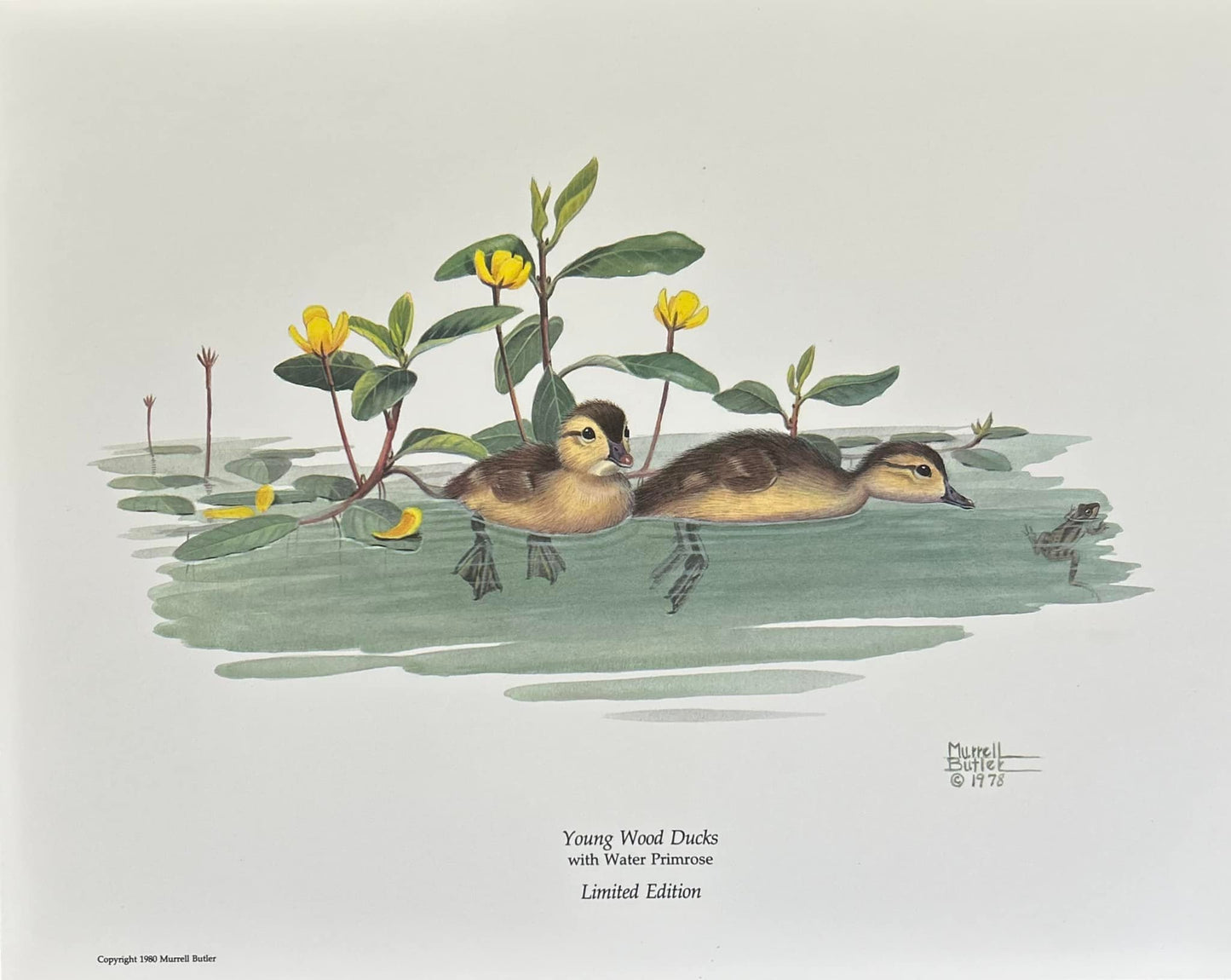 Young Wood Ducks