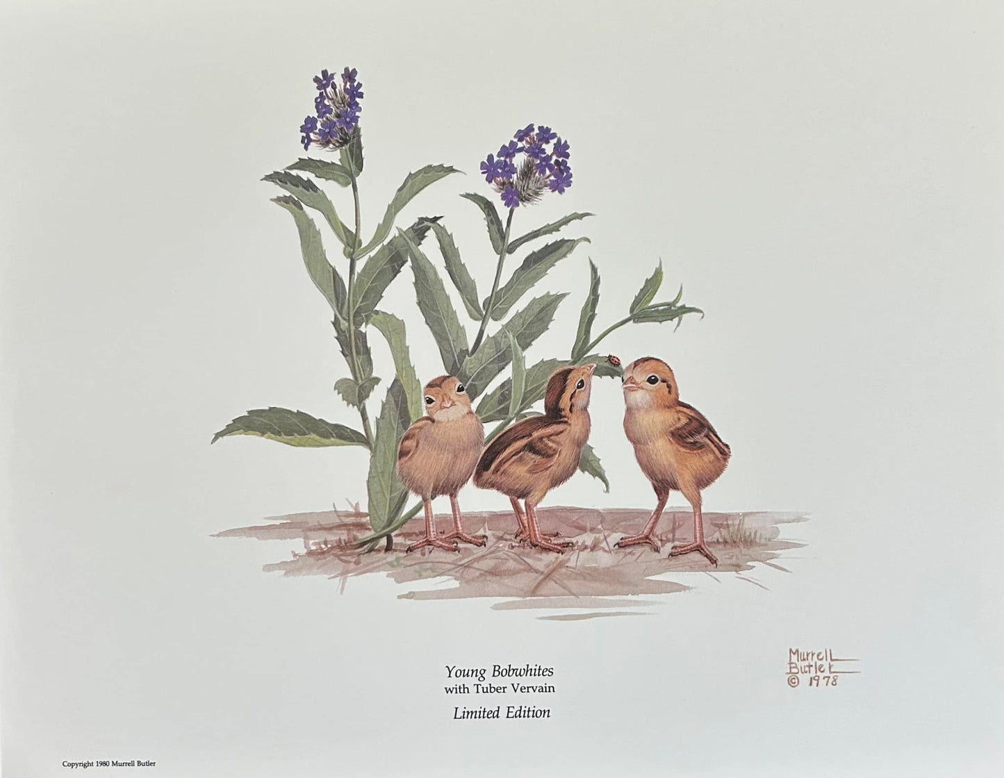 Young Bobwhites
