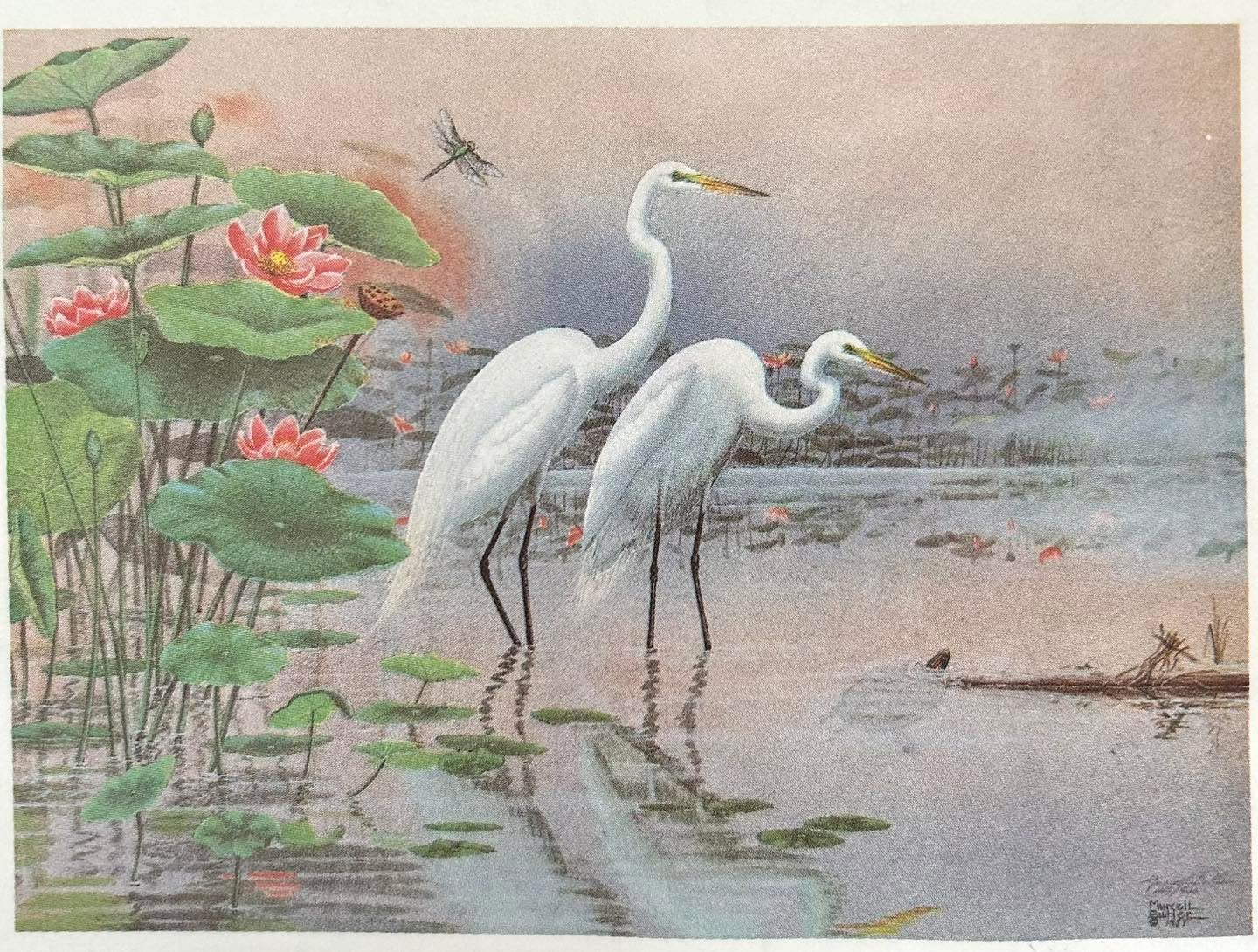 The Lotus Pond