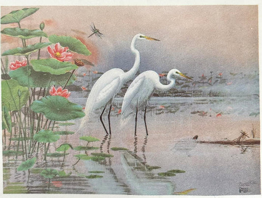 The Lotus Pond
