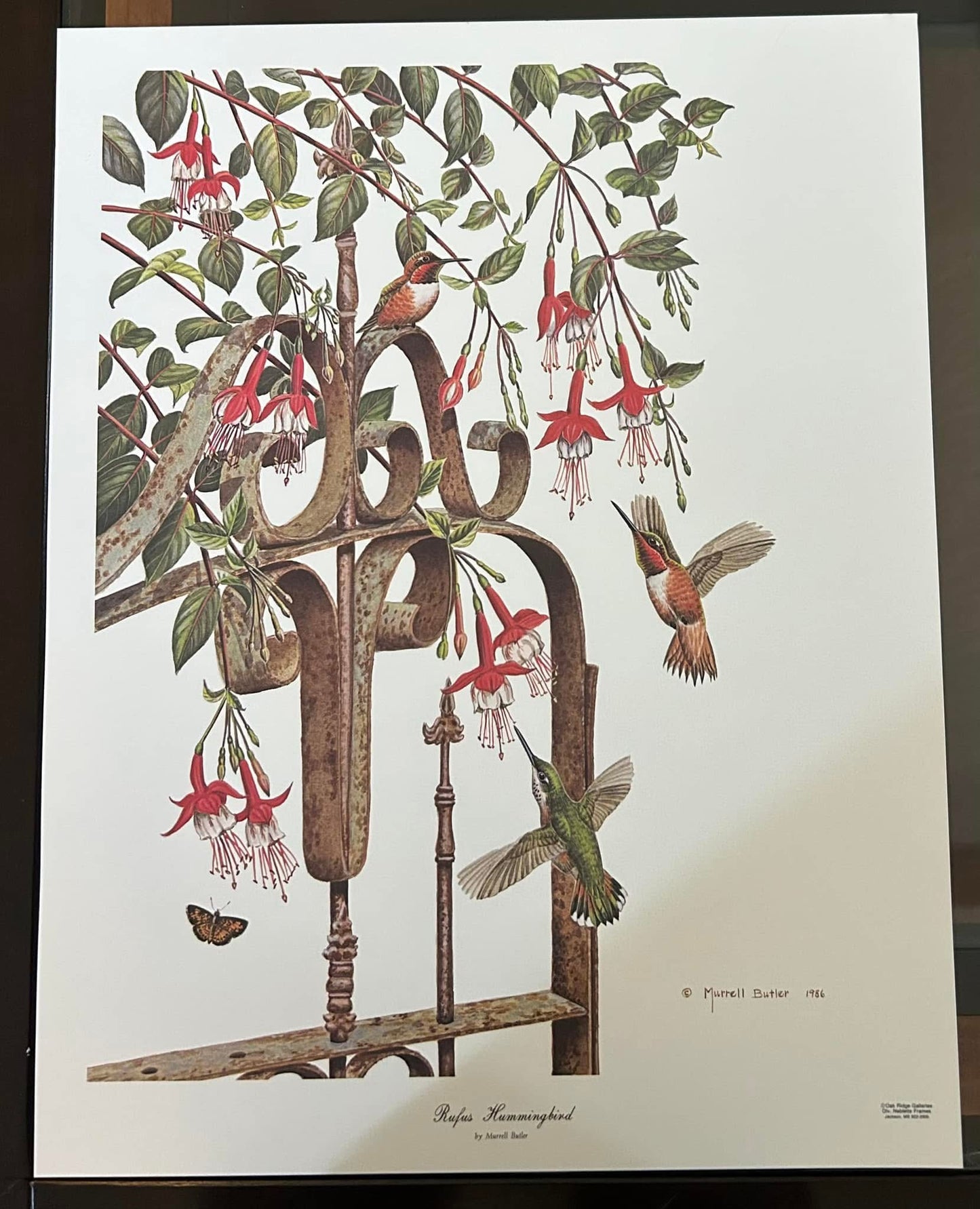 Rufus Hummingbird